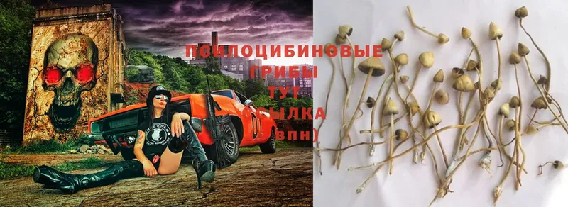 Псилоцибиновые грибы Cubensis  MEGA ССЫЛКА  Алексеевка  где найти наркотики 